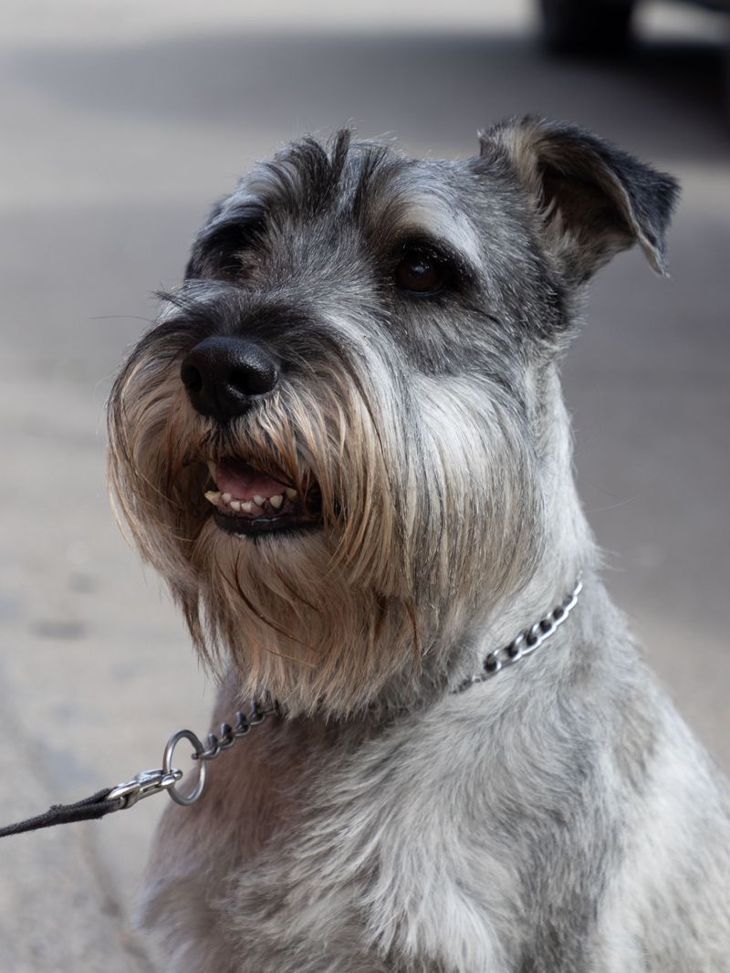 These dog breeds prove canine cuteness comes in far more forms than fluffy puppies 12 Miniature Schnauzer