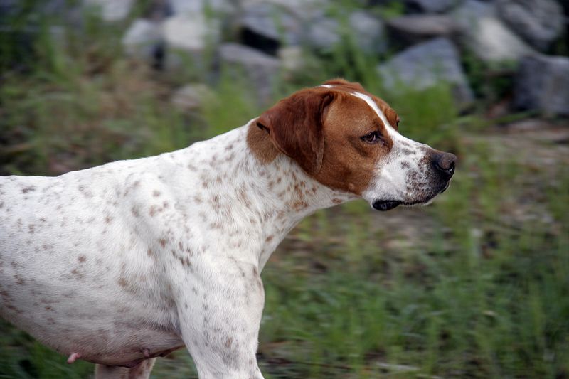 English Pointer
