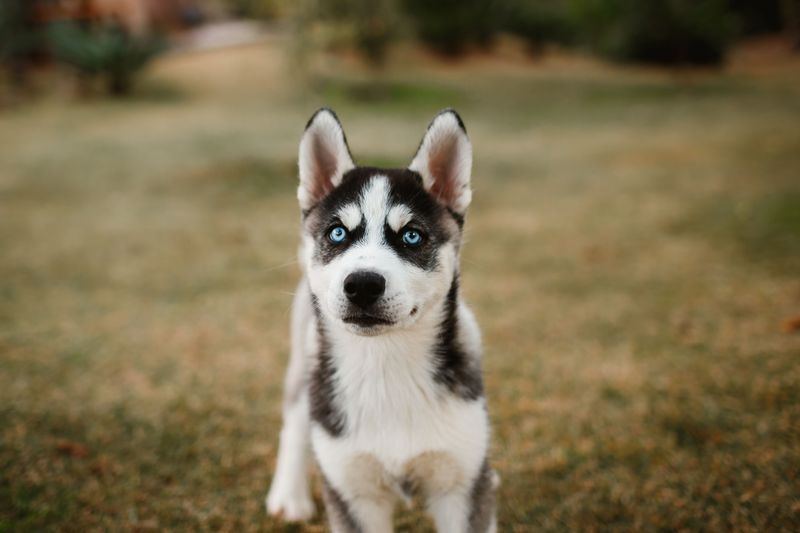 Training experience helps, but these dogs can still make owners question everything they know 2 Siberian Husky
