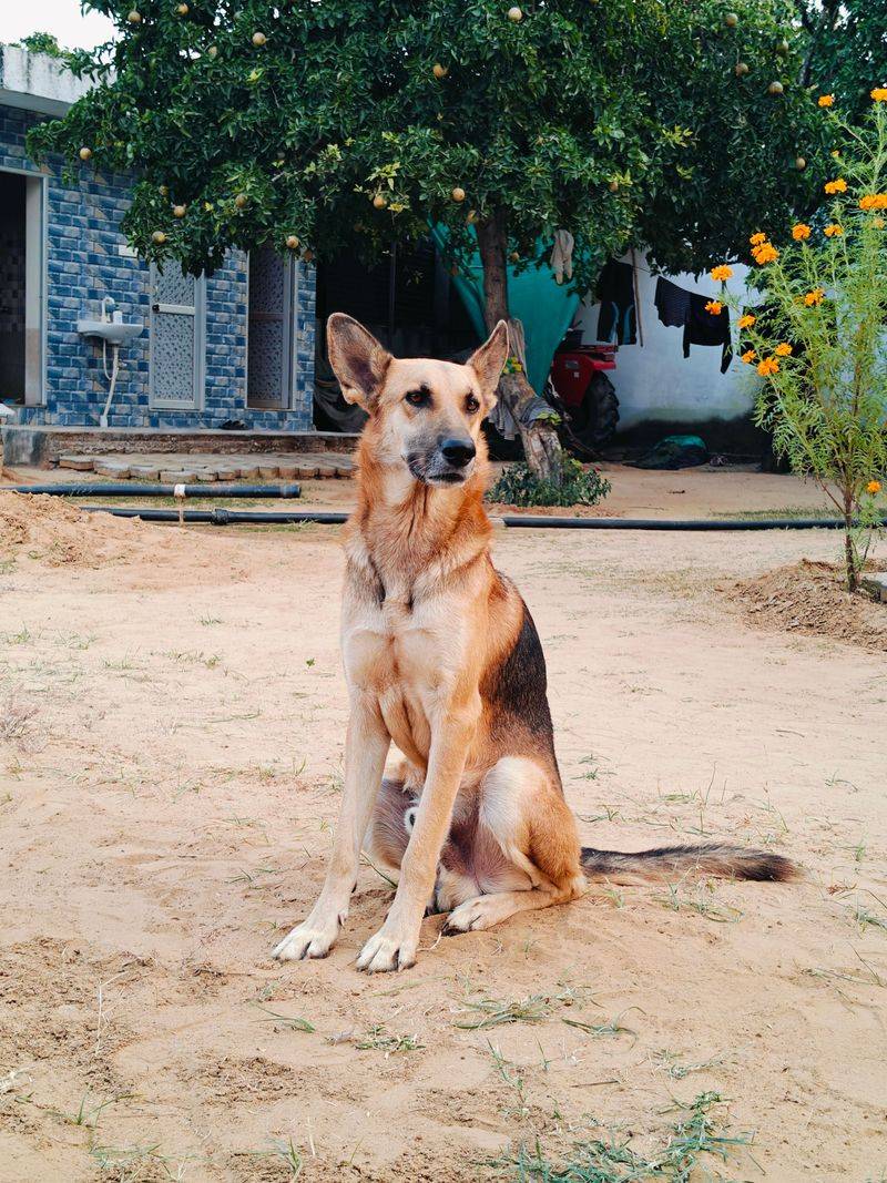 Anyone can be around for the good days - these devoted dog breeds are built for the whole journey 4 German Shepherd