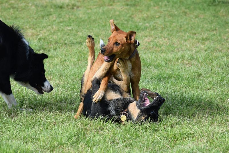 Males are often more playful