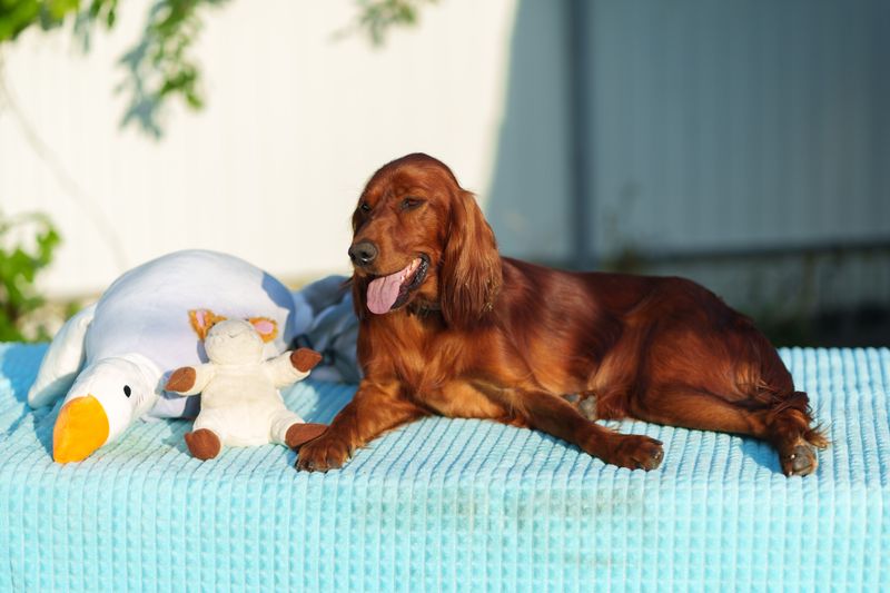 Your dog loves every stranger it meets? These 12 breeds may relate - but 3 others have a very different approach 6 Irish Setter