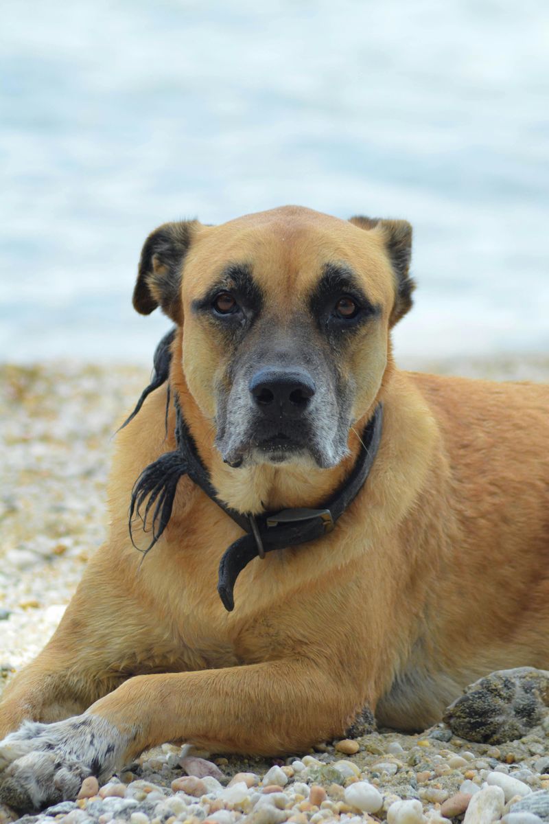 15 dog breeds that shelter volunteers say are sweet but get passed over 14 Black Mouth Cur