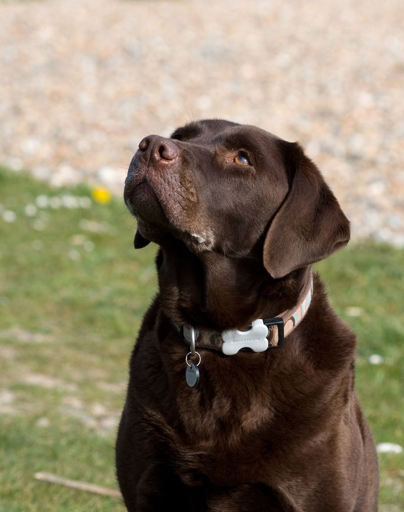 11 subtle signs your dog is deeply loyal - and 2 that have nothing to do with following you around 10 Watches your facial expressions and body language