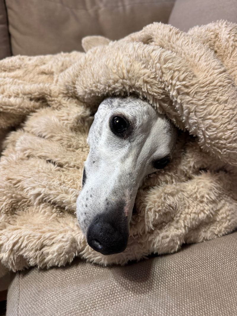 Not every dog needs constant excitement to be happy - and these breeds prove it 3 Whippet