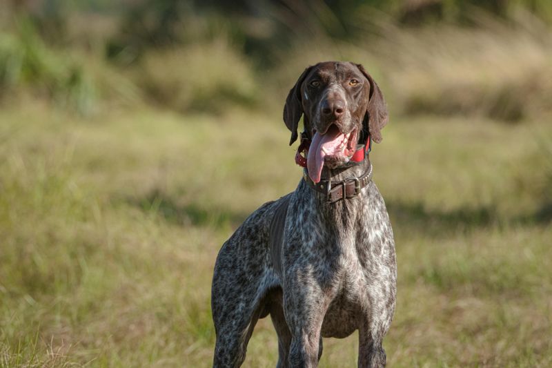 8 high-energy breeds that resist naps, plus 5 that could sleep through anything 7 German Shorthaired Pointer