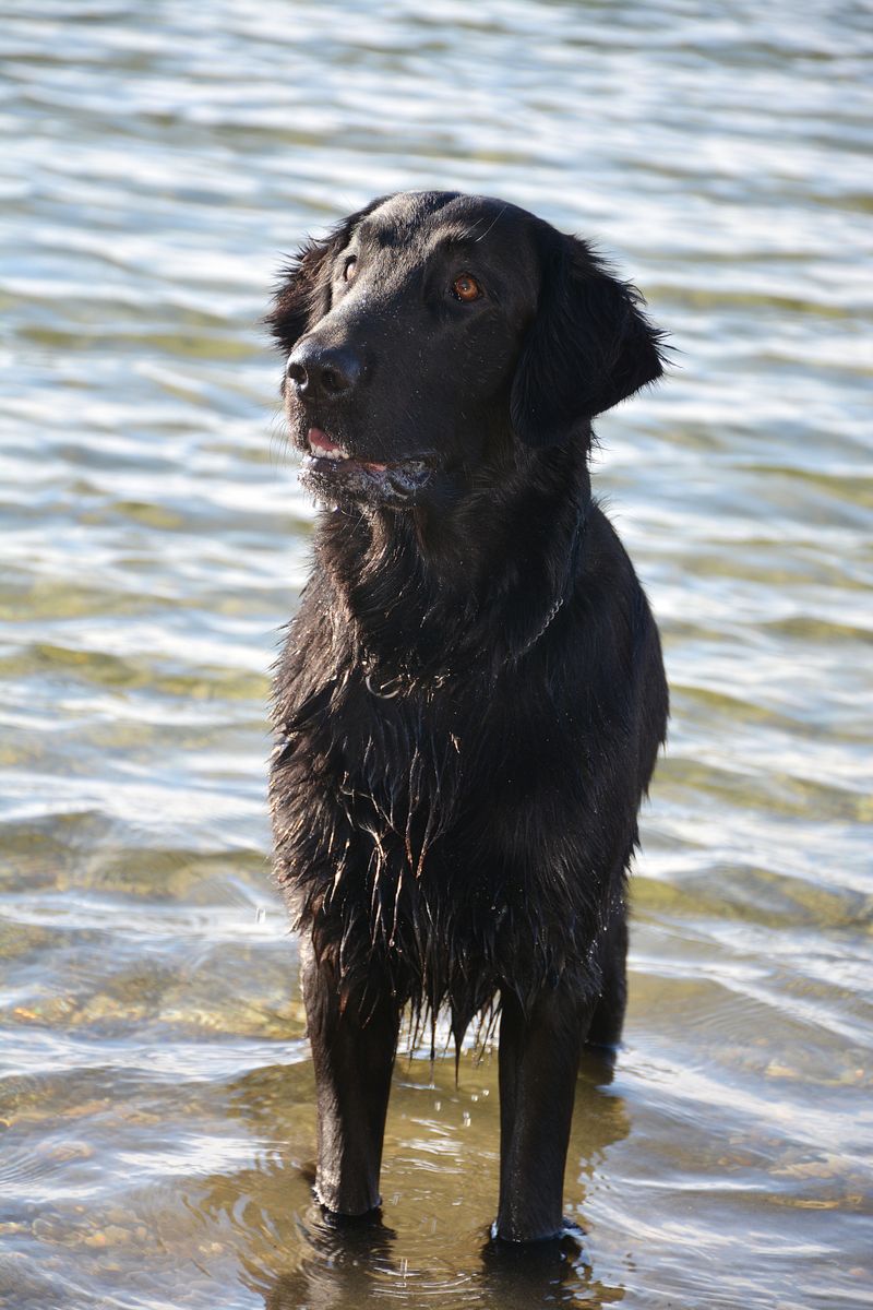 Flat-Coated Retriever