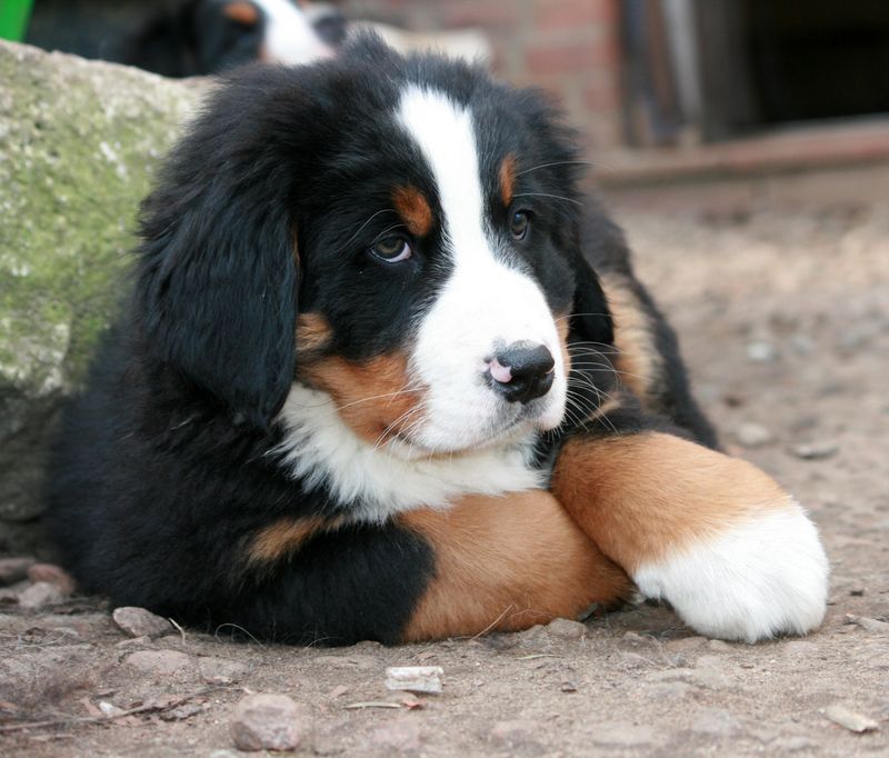 These dog breeds quietly become the heart of countless households 6 Bernese Mountain Dog