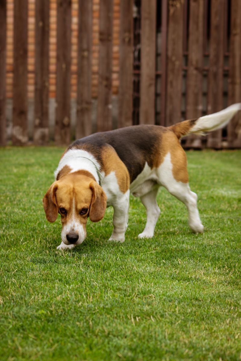 Beagle