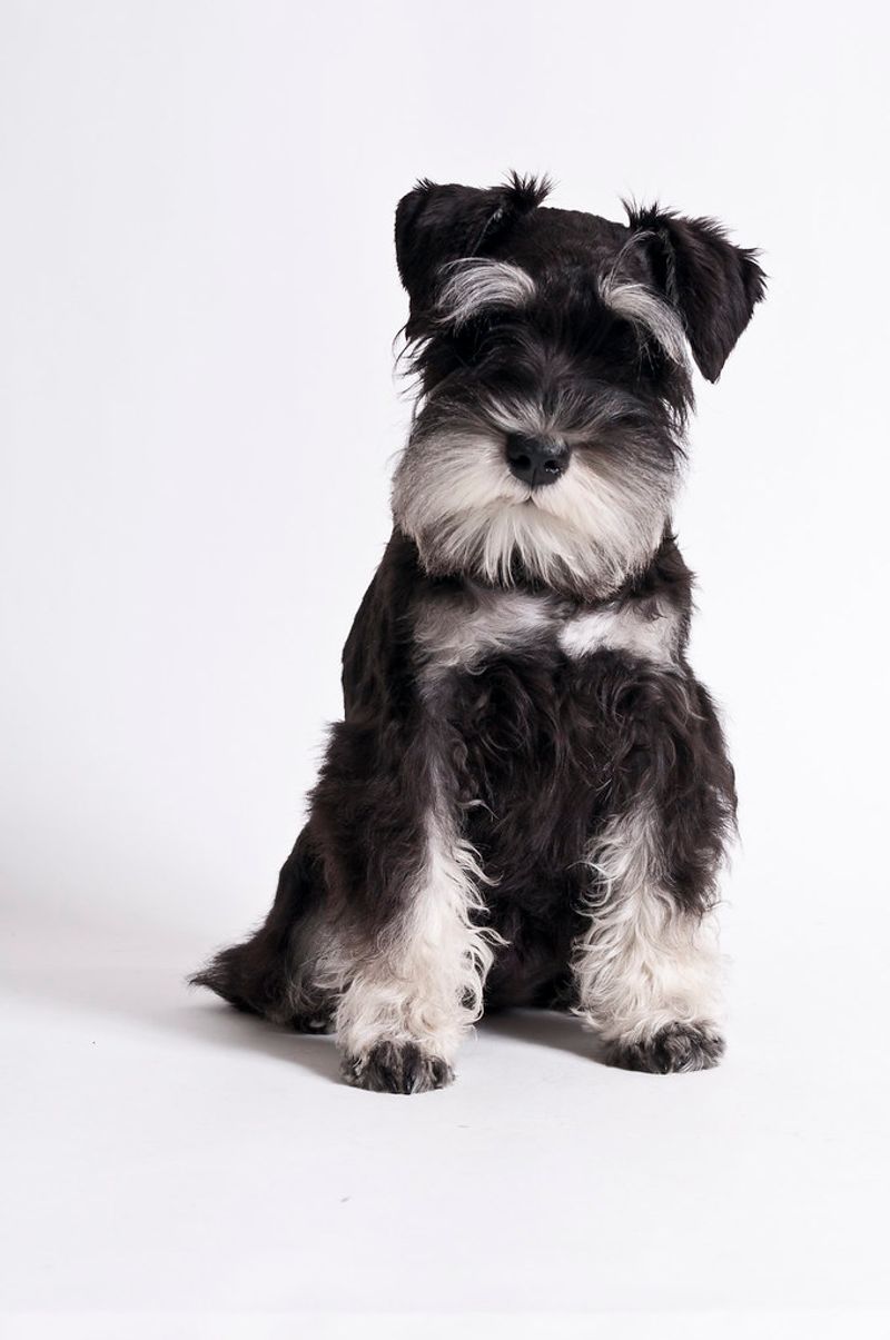 12 companion dog breeds known for deep devotion later in life 12 Miniature Schnauzer