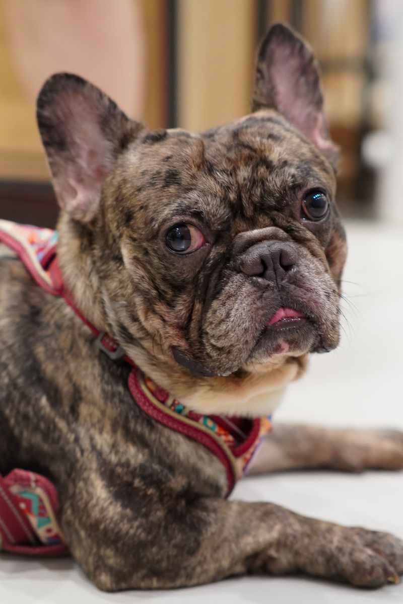 Certain dog breeds are known for hardiness while others require owners to prepare for more potential health concerns 10 French Bulldog - charming companion with special needs