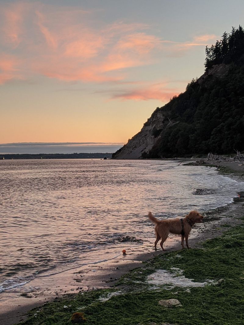 Double Bluff Beach Dog Park - Whidbey Island, Washington