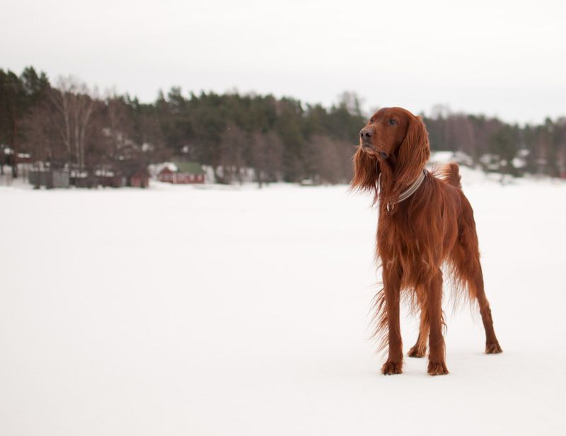 Friendly by nature, these dog breeds rarely become overbearing 7 Irish Setter