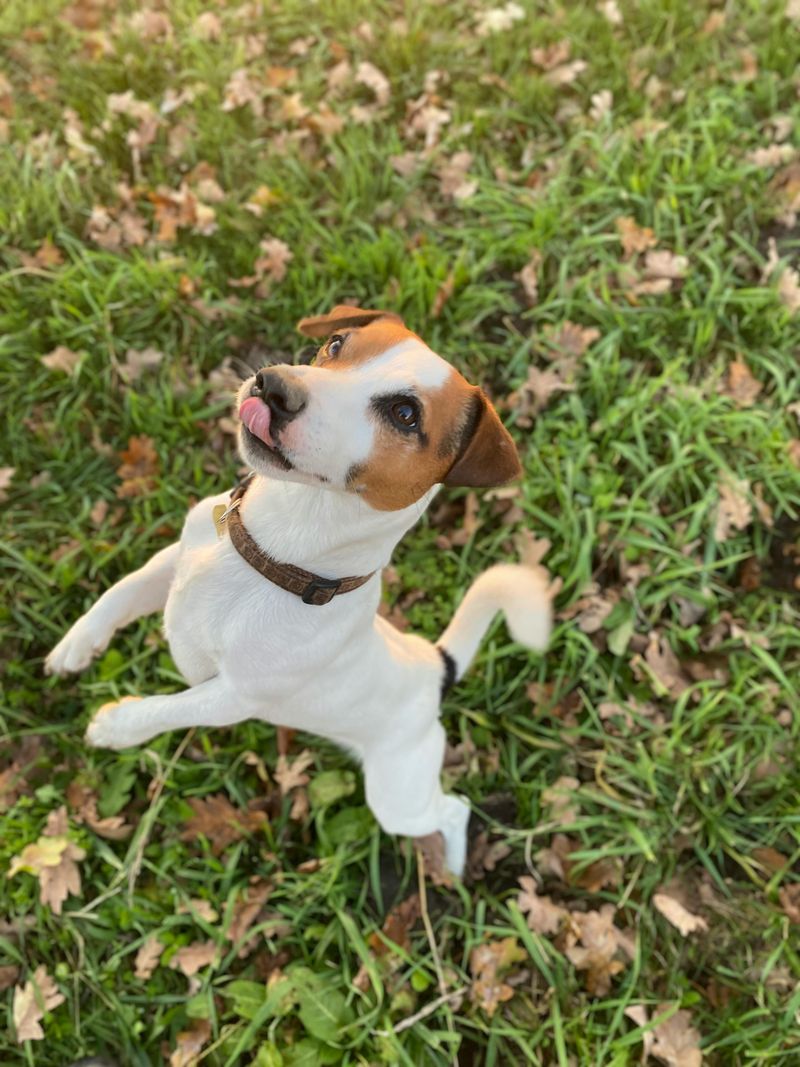 8 high-energy breeds that resist naps, plus 5 that could sleep through anything 5 Jack Russell Terrier