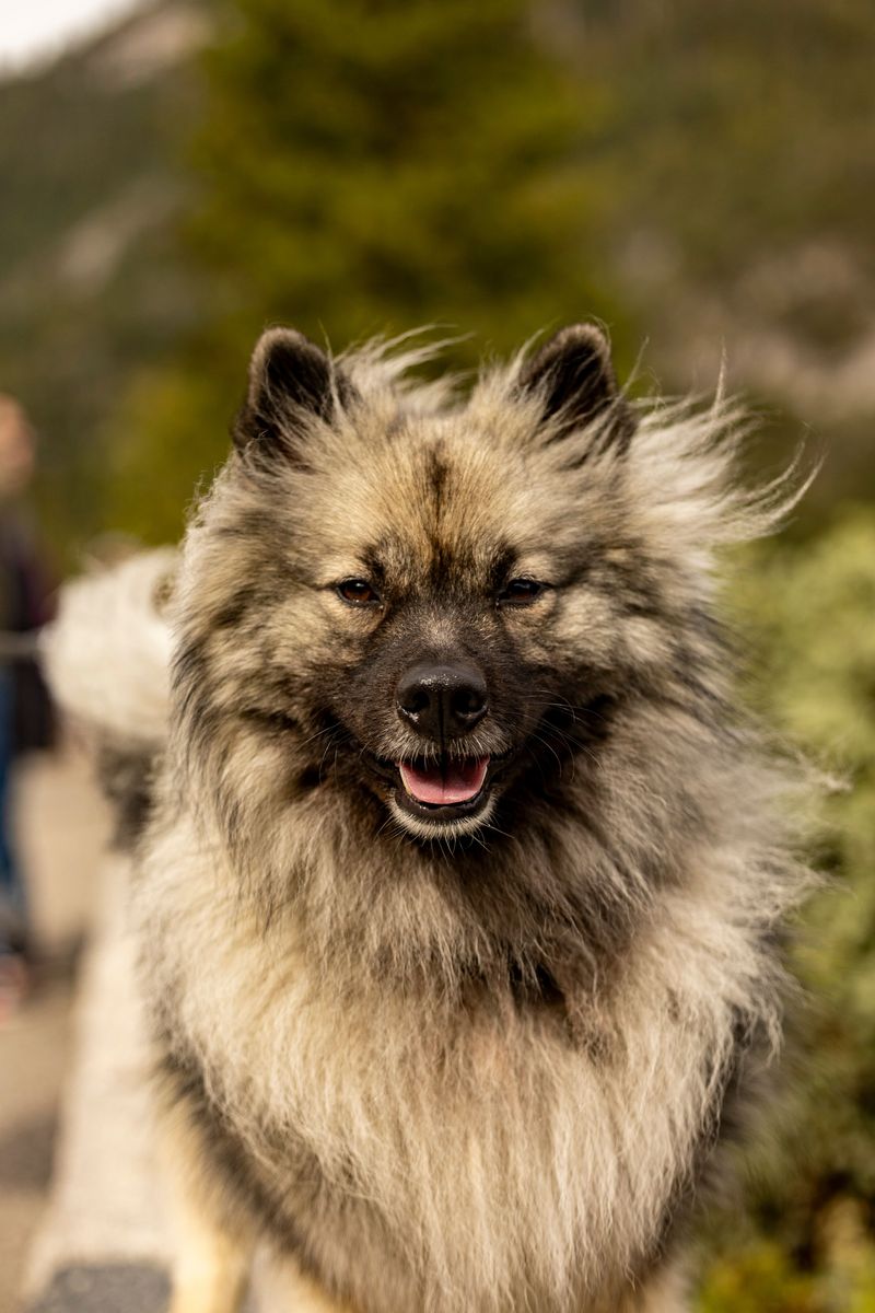 These dog breeds often stay level-headed no matter what's happening around them 7 Keeshond