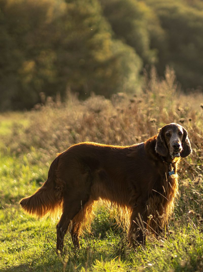 These dog breeds won't complain when your idea of relaxing involves getting outside 10 Irish Setter