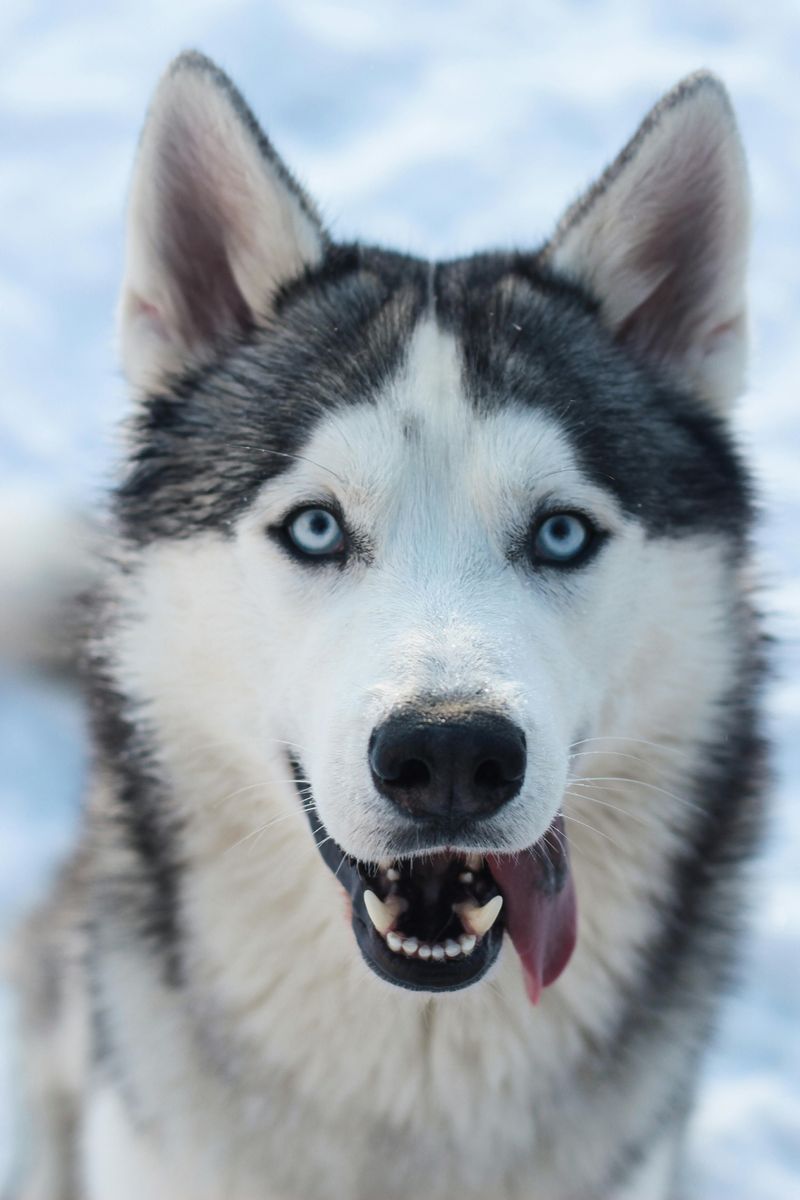 12 Dog Breeds That Tend to Be Healthier Than Average 7 Siberian Husky