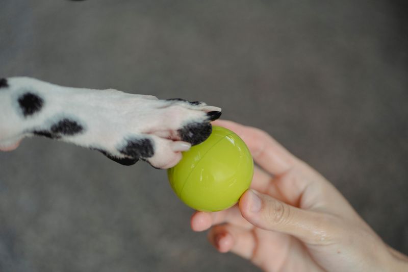 If your dog hates baths, these 9 changes make grooming day peaceful again 2 Give Paws Something to Grip