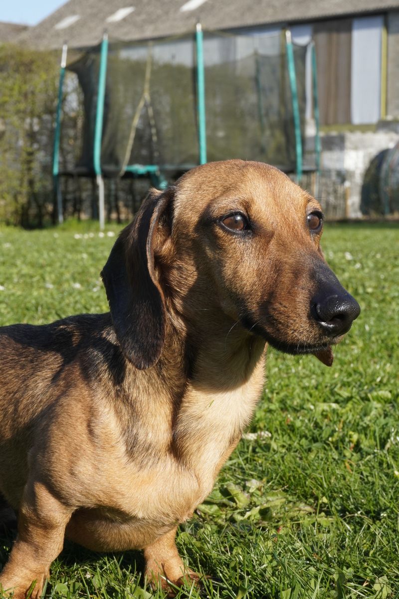 Silence isn't exactly the specialty of these famously vocal dog breeds 4 Dachshund