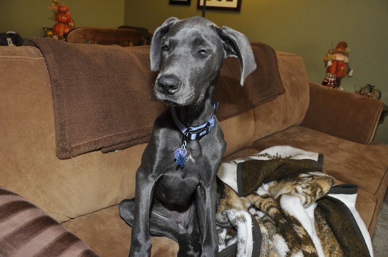 Think the puppy in front of you is the dog you'll have forever? These breeds can rewrite the script 6 Great Dane - gentle giant awakening