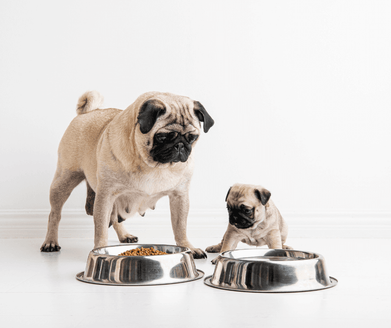 Myth 3: Grain free diets are healthier for all pets