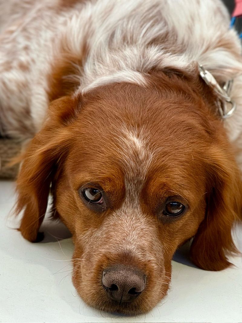 The best part about these dog breeds isn't how they play - it's how well they unwind afterward 6 Brittany