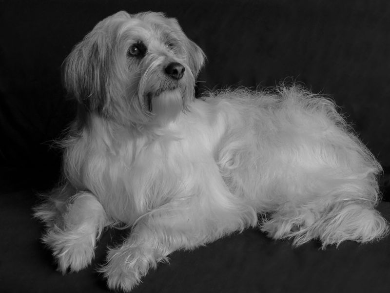 Havanese