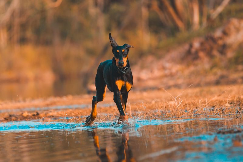 Behind the imposing appearance of these dog breeds is serious working-dog athleticism 3 Doberman Pinscher: Speed, Style, and Sharp Focus