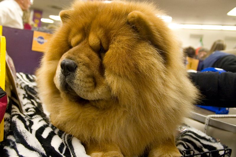 13 dog breeds that choose one favorite person and rarely look back, plus 5 more that become deeply attached for life 4 Chow Chow