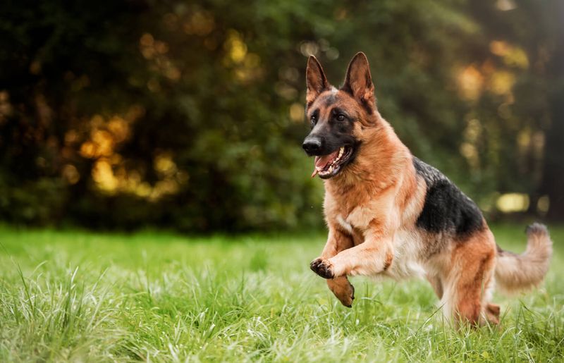 20 dog breeds that form quiet, unbreakable bonds behind the scenes 2 German Shepherd