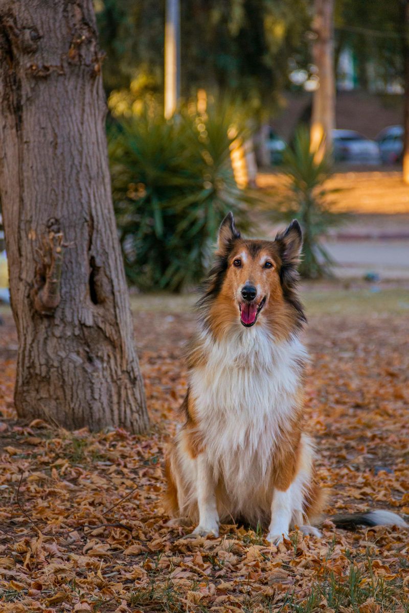13 dog breeds known for reliable off-leash behavior 12 Collie