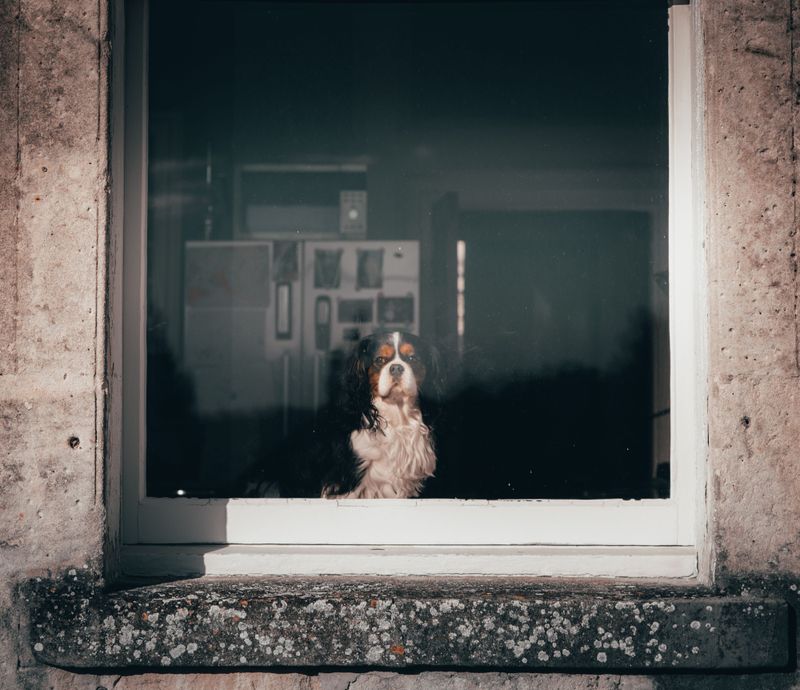 Forget the backyard question - city living tests dog breeds in completely different ways 8 Cavalier King Charles Spaniel: The Cafe Window Dreamer