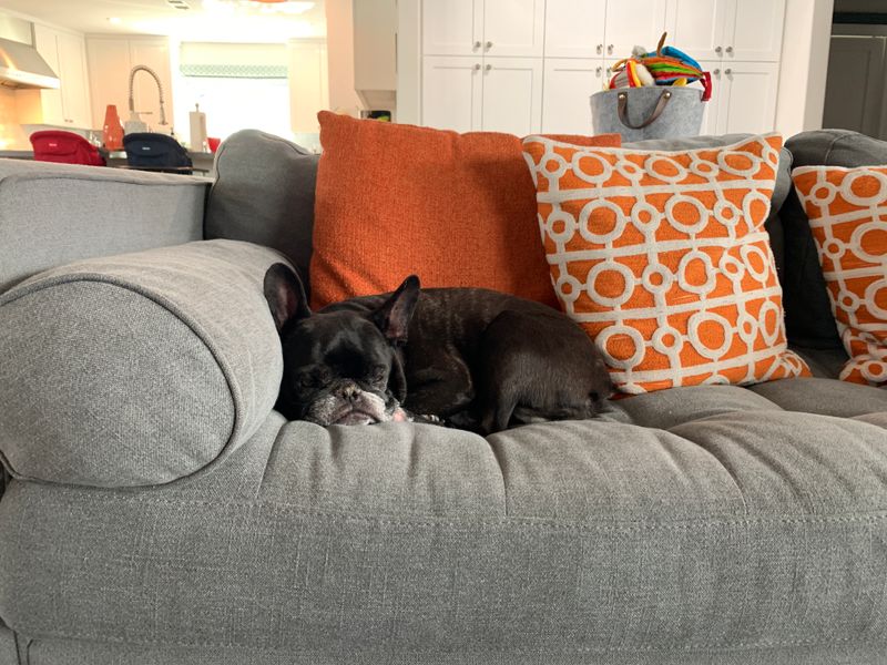 French Bulldog 