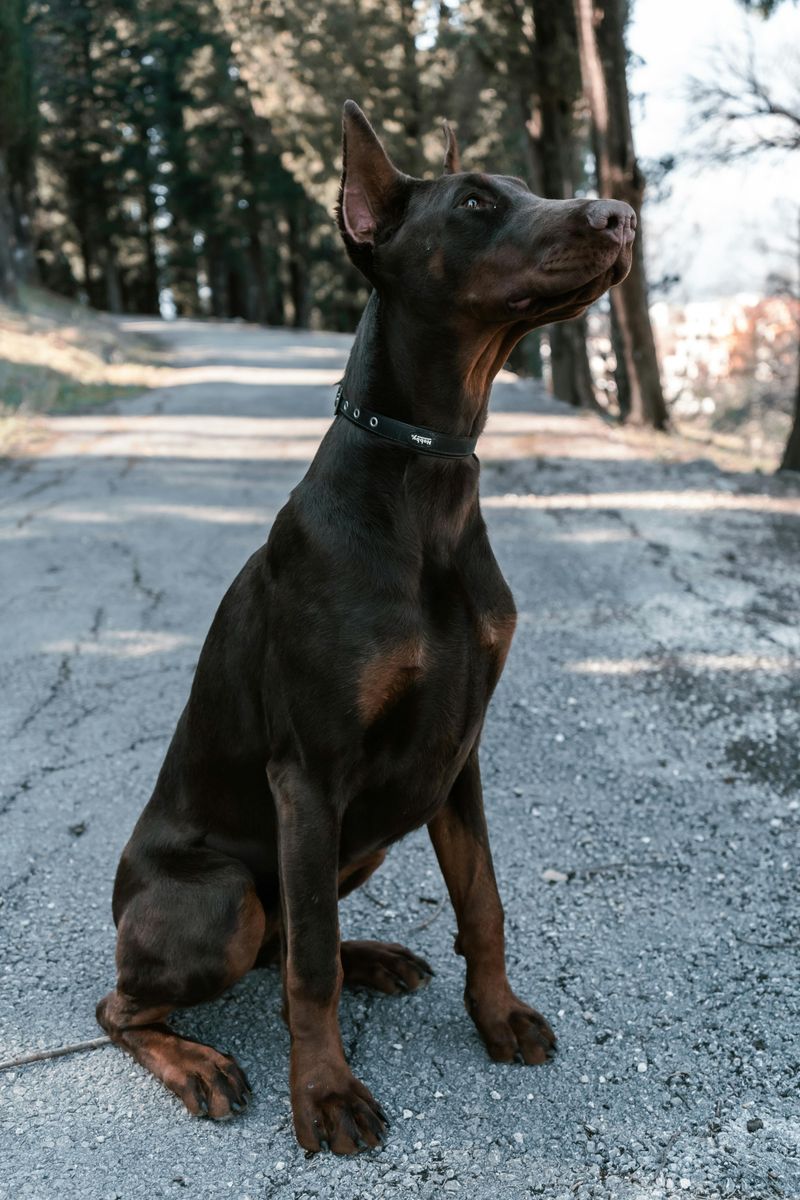 Doberman Pinscher