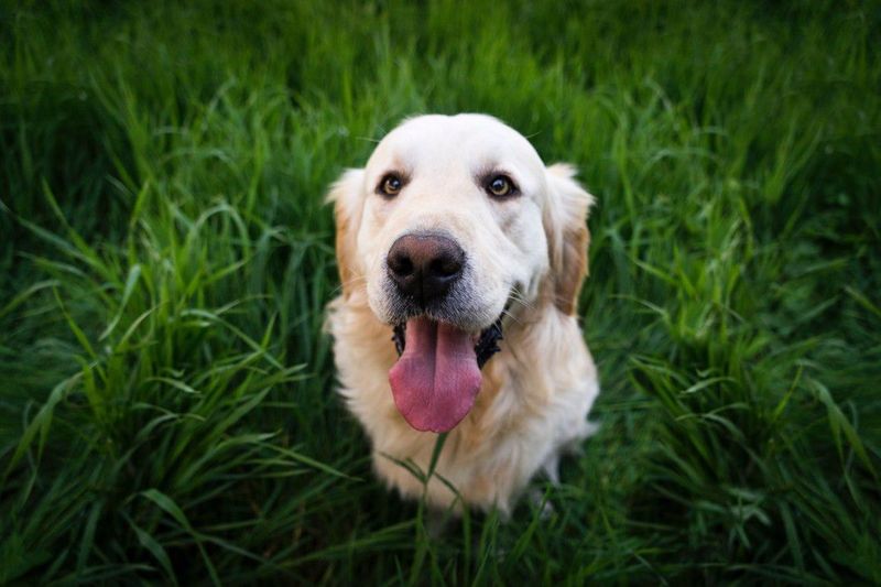 The dangerous part isn't meeting these dog breeds - It's trying to walk away without wanting one 2 Golden Retriever