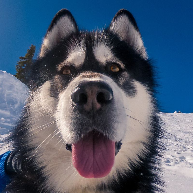 Off-leash confidence can be risky with these 10 breeds - plus 3 that always spot something more interesting 9 Alaskan Malamute