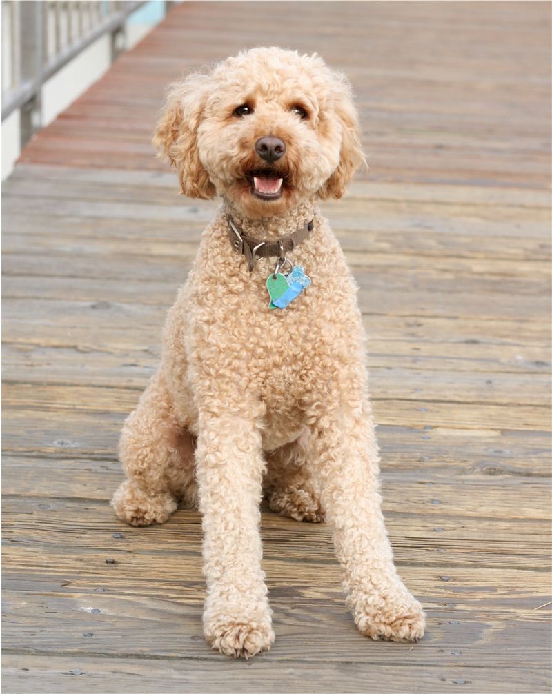 Standard Poodle