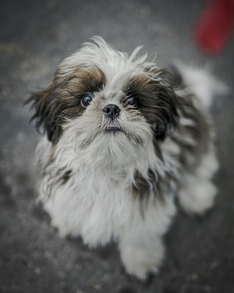 Shih Tzu