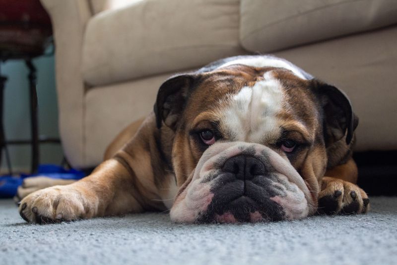 Cute videos made these breeds famous - They conveniently left out some of the hardest parts 9 English Bulldog - comfort first, fun follows