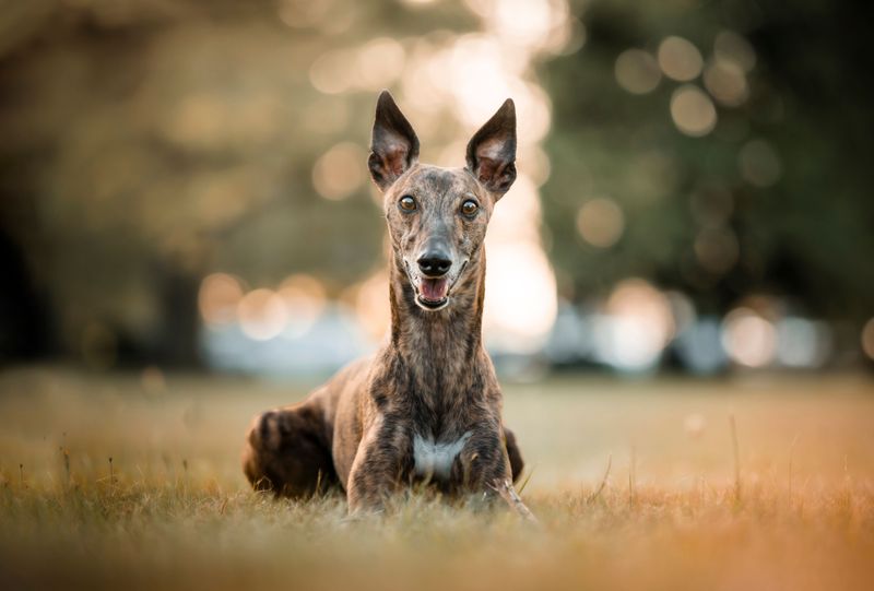 Too much excitement can quickly overwhelm these thoughtful companions 5 Whippet