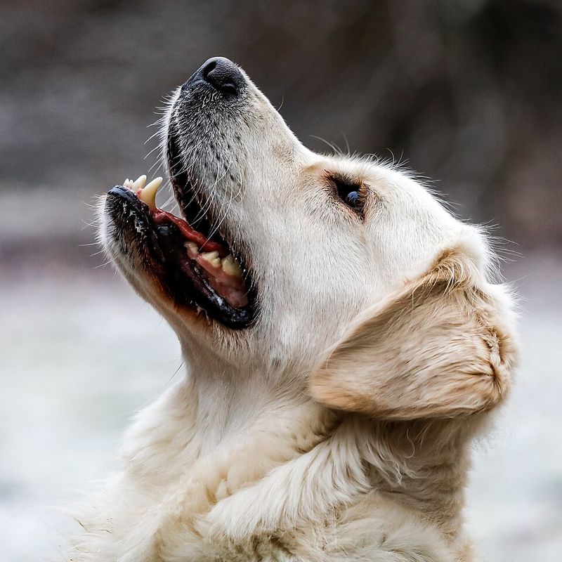 One human year equals seven dog years.