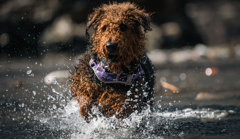 Airedale Terrier