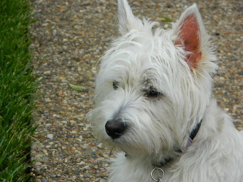 Call them old-fashioned if you want - Owners of these breeds rarely seem eager to switch 9 West Highland White Terrier