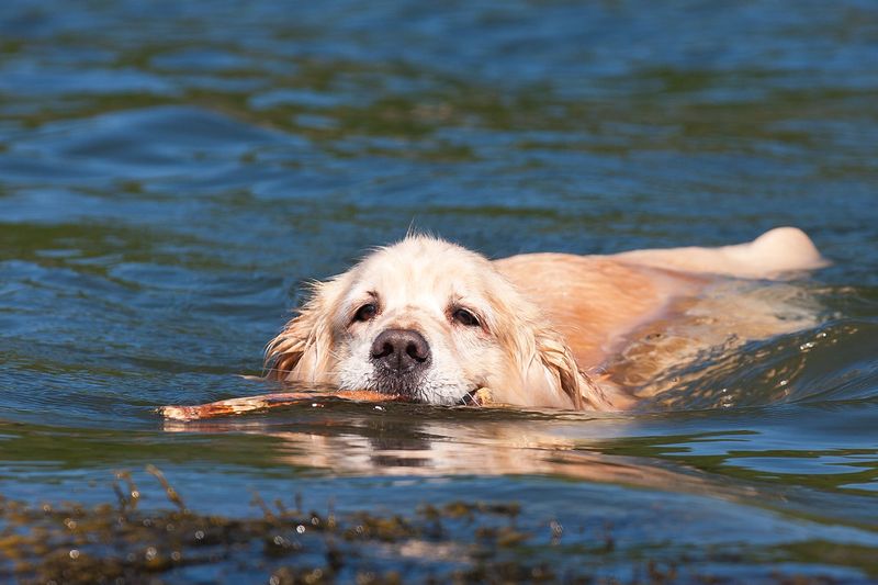 Swimming is exciting. Baths are another story for these 12 dog breeds 3 Golden Retriever