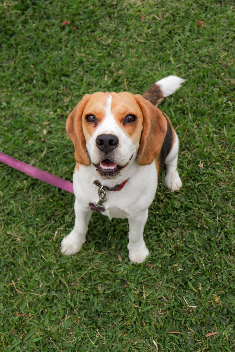 12 tricolor dogs with markings that look almost deliberately painted 3 Beagle: The Cheerful Patchwork Explorer