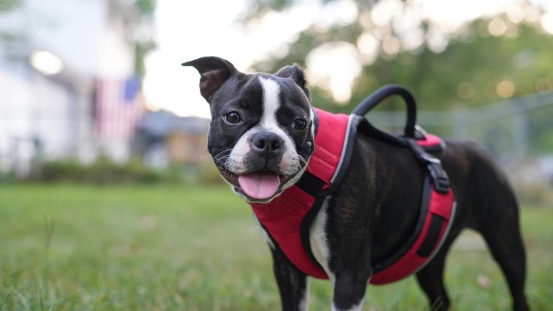 Boston Terrier