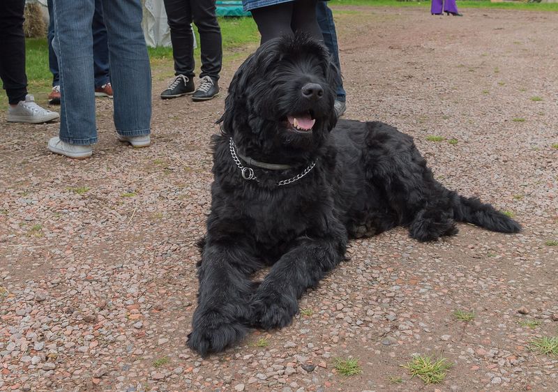 13 tough-looking dogs that completely shatter stereotypes once you meet them 13 Black Russian Terrier