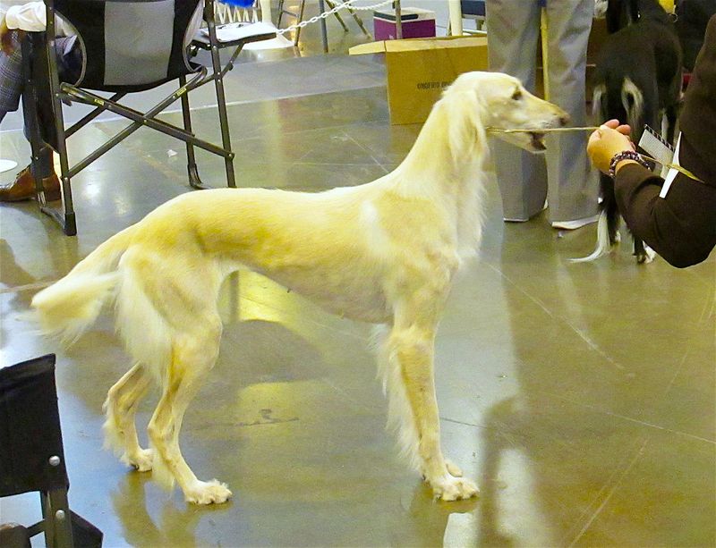 19 dog breeds that stand out the most in crowded public places without even trying 15 Saluki