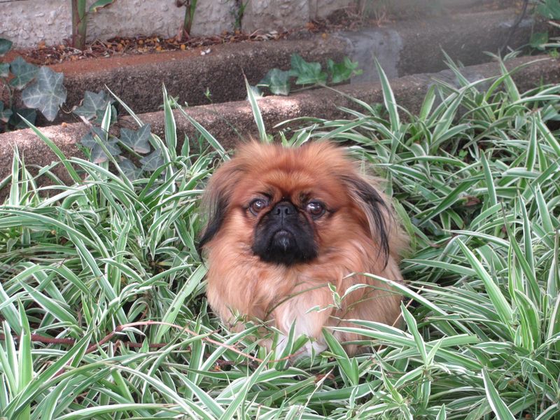 13 dog breeds that choose one favorite person and rarely look back, plus 5 more that become deeply attached for life 14 Pekingese