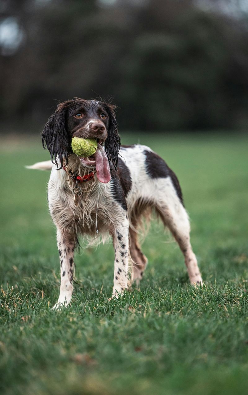 10 intelligent dog breeds that thrive on learning and problem-solving 11 English Springer Spaniel